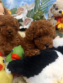 Di Taglia Piccola Toy Barboncini Rosso Red