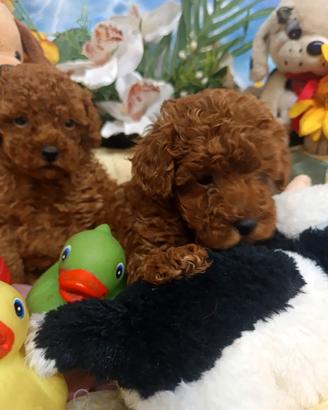 Di Taglia Piccola Toy Barboncini Rosso Red