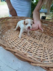 Chihuahua maschio