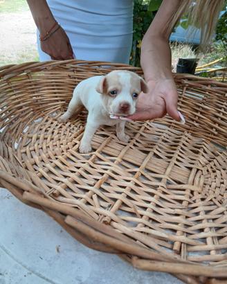Chihuahua maschio