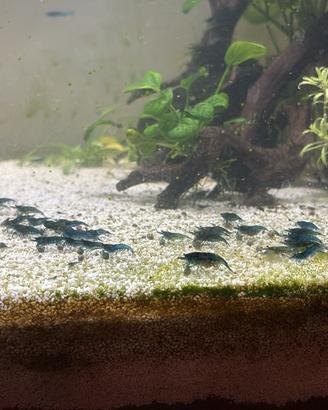 Caridine blu dream