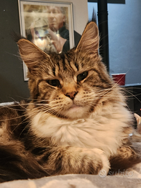 Femmina maine coon