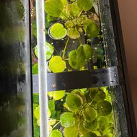 Pianta galleggiante per acquario