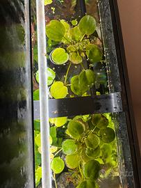 Pianta galleggiante per acquario