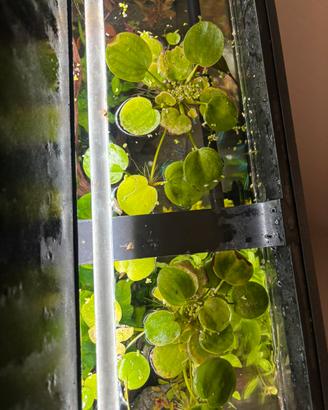 Pianta galleggiante per acquario