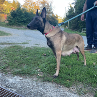 Vendita cuccioli Malinois