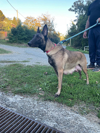 Vendita cuccioli Malinois