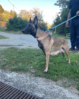 Vendita cuccioli Malinois