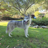 Siberian Husky