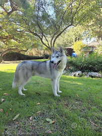 Siberian Husky