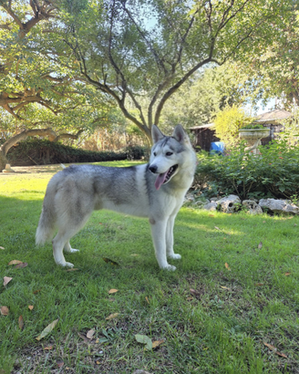 Siberian Husky