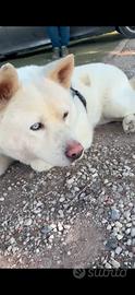 Akita inu sicilia