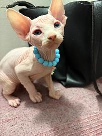 Sphynx maschietto occhi impari e femmine