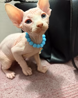 Sphynx maschietto occhi impari e femmine