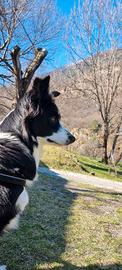 Border collie