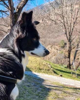 Border collie