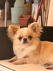 Chihuahua disponibile per monta