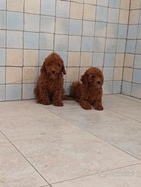 Barboncino Toy pedigree ENCI