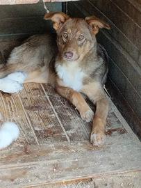 Cucciola simil pastore Australiano