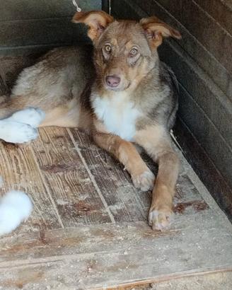 Cucciola simil pastore Australiano
