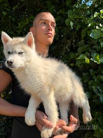 Siberian Husky con pedigree fantastici