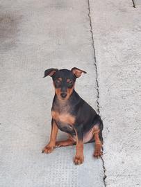 Cuccioli Pinscher nano