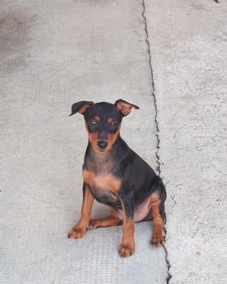 Cuccioli Pinscher nano