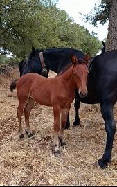 Cavalla incrocio tpr murgese