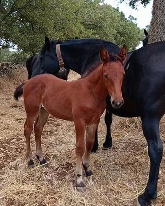 Cavalla incrocio tpr murgese