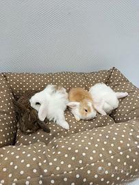 Conigli nani ariete mini lop