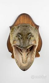 Pike Luccio 