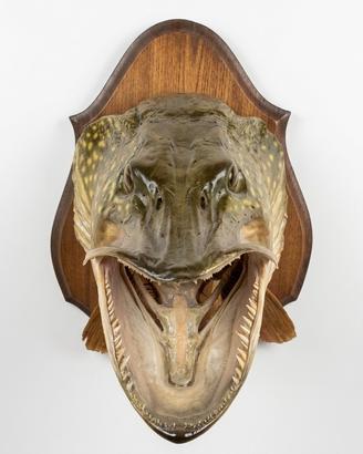 Pike Luccio 