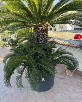 Splendida Cycas Revoluta di grandi dimensioni