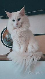 Gatto Mainecoon