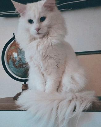 Gatto Mainecoon