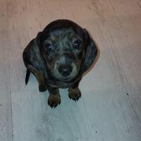 Bassotto Kaninchen Maschio