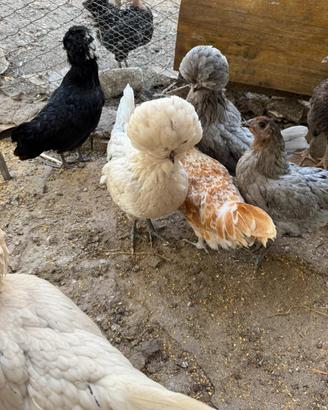 Galline padovane