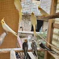 Calopsitta coppie e singoli