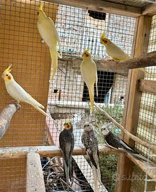 Calopsitta coppie e singoli