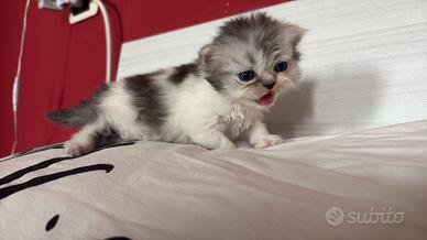 Ultimi cuccioli persiani testati
