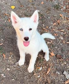 Husky con pedigree Enci disponibili