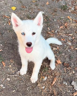 Husky con pedigree Enci disponibili