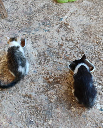 Gattini