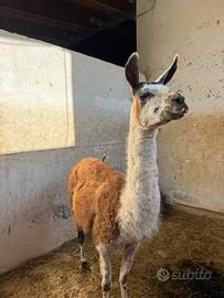 Lama coppia
