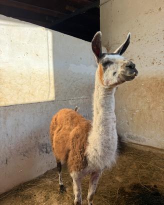 Lama coppia