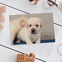 Labrador con pedigree ENCI