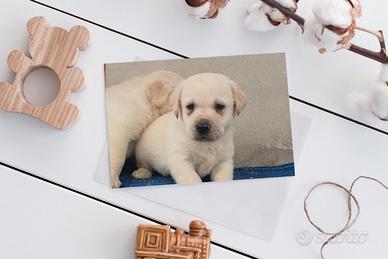 Labrador con pedigree ENCI