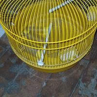 gabbie  uccelli coniglio ecc