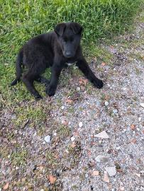 Cuccioli meticci pastore