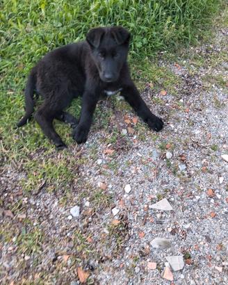 Cuccioli meticci pastore